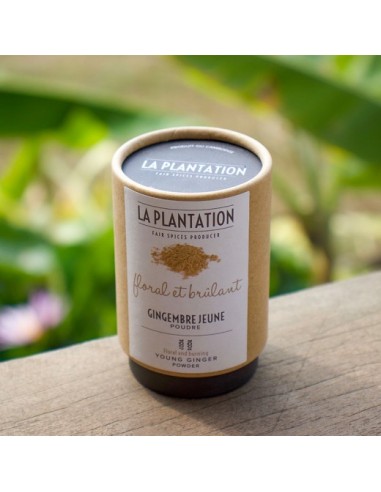 Poudre de Gingembre jeune - 50gr tube - La Plantation